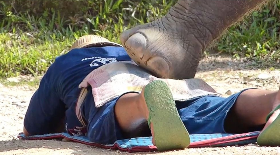 Human got massage by elephant